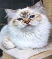 Chocolate tortie tabby point volwassen #catterycyliyana